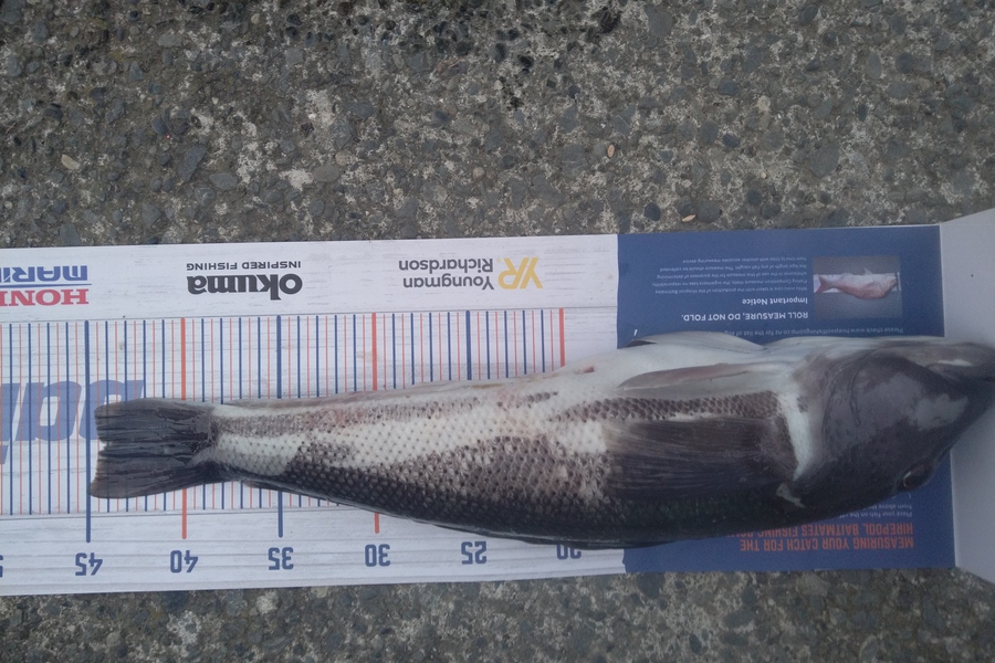 Luke Bryant  caught this 44.0cm Blue Cod at Makara during The Export NZ Fishing Competition