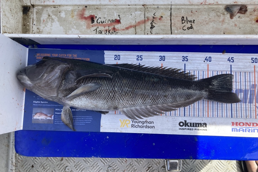 Roger Moore caught this 45.0cm Blue Cod at South Coast Wellington during The Export NZ Fishing Competition