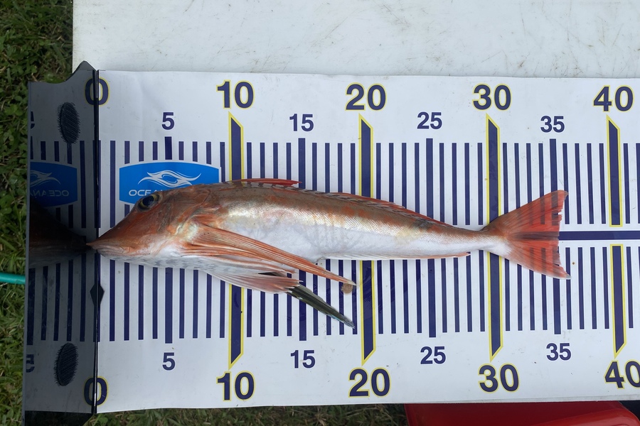 Jimmy Wong caught this 34.0cm Gurnard at Karioitahi during The Export NZ Fishing Competition