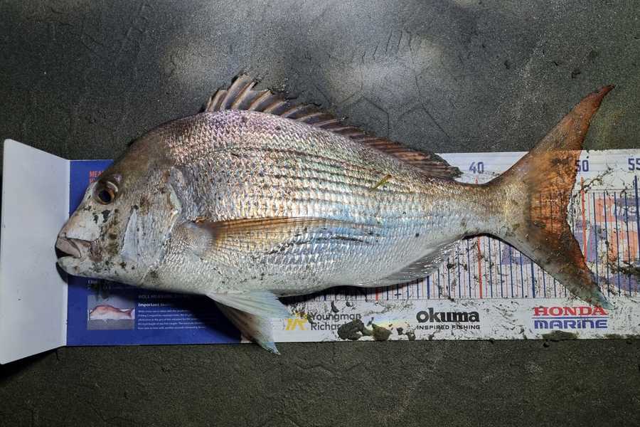 Jaxon Busby caught this 48.5cm Snapper at Lower north during The Export NZ Fishing Competition