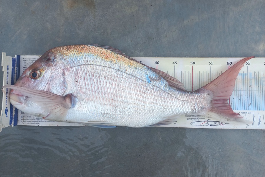 Clayton Hancock caught this 59.0cm Snapper at manawatu coast during The Export NZ Fishing Competition