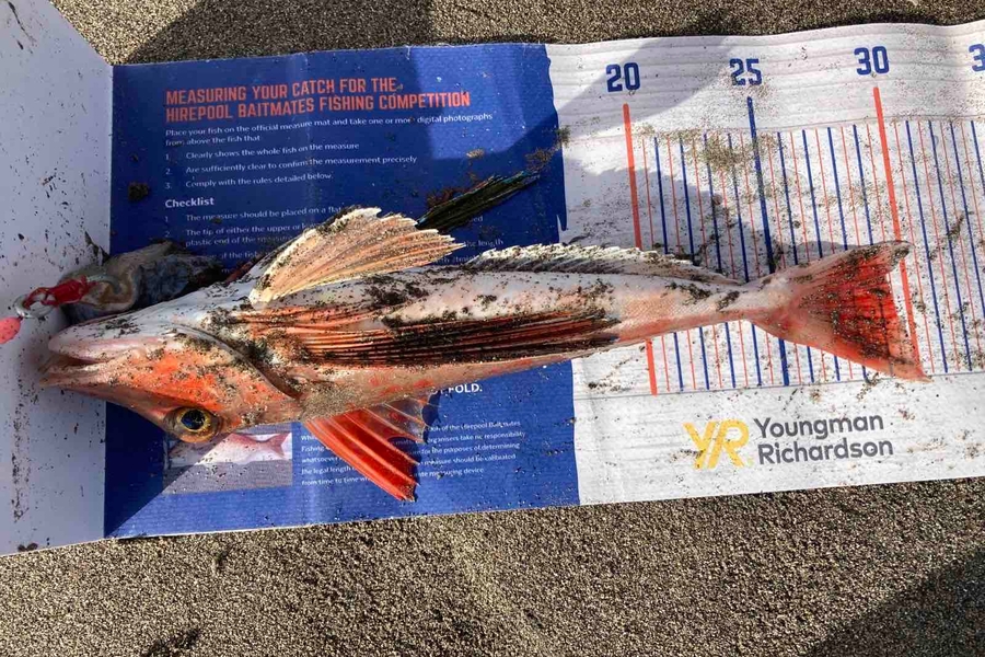 Viv Radich caught this 29.0cm Gurnard at Manawatu  during The Export NZ Fishing Competition