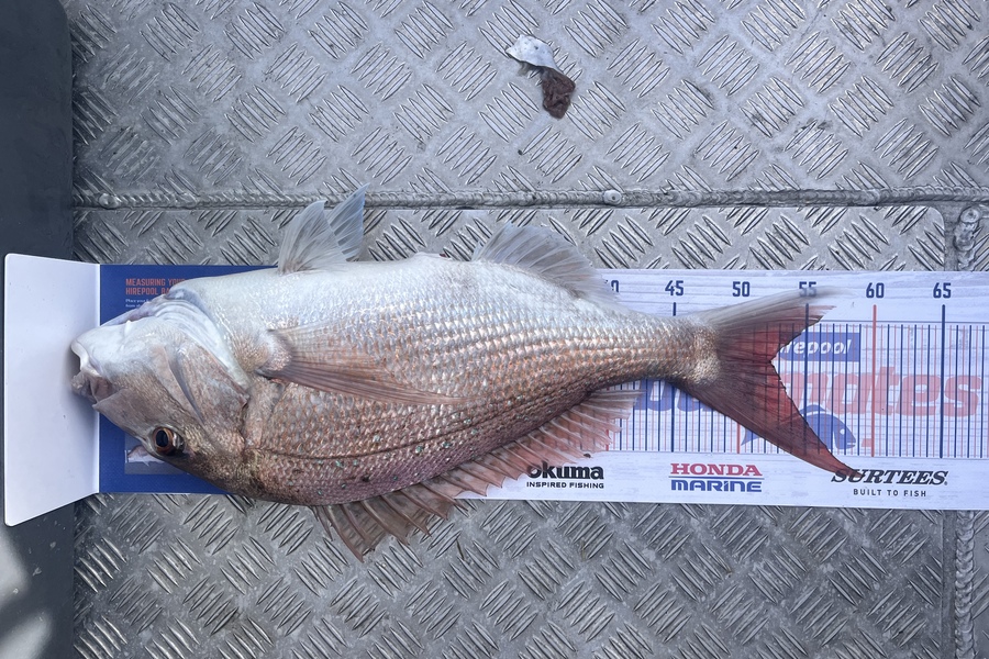 Izaac Taggart caught this 52.0cm Snapper at Otaki during The Export NZ Fishing Competition
