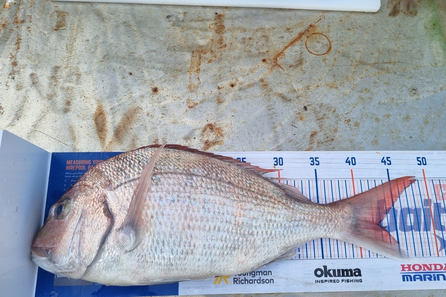 Nicola Whitmore caught this 42.5cm Snapper at New plymouth  during The Export NZ Fishing Competition