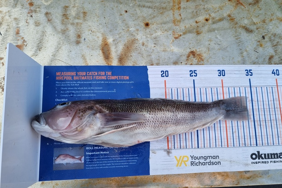 Nicola Whitmore caught this 34.0cm Blue Cod at New plymouth  during The Export NZ Fishing Competition
