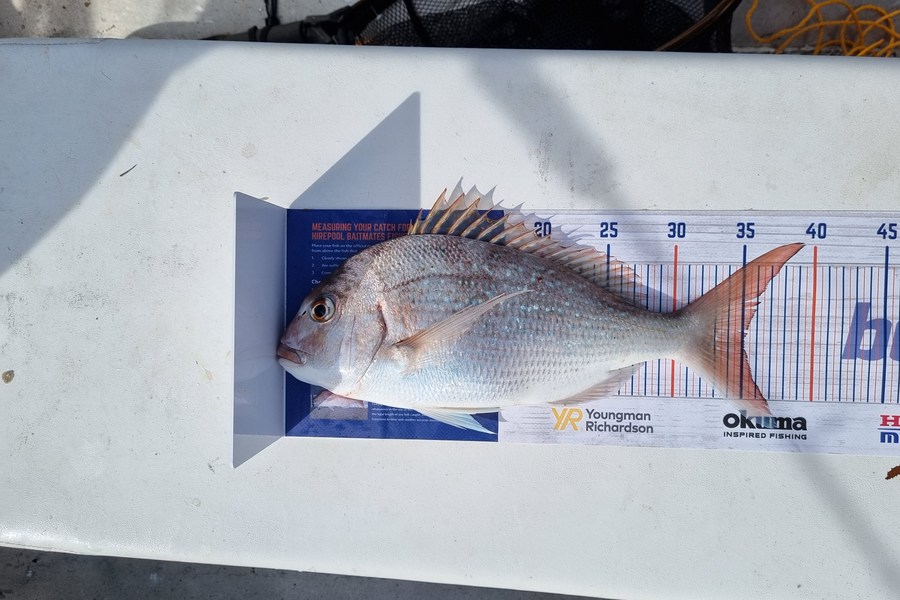 Brendan Taylor caught this 35.0cm Snapper at Marlborough sounds  during The Export NZ Fishing Competition