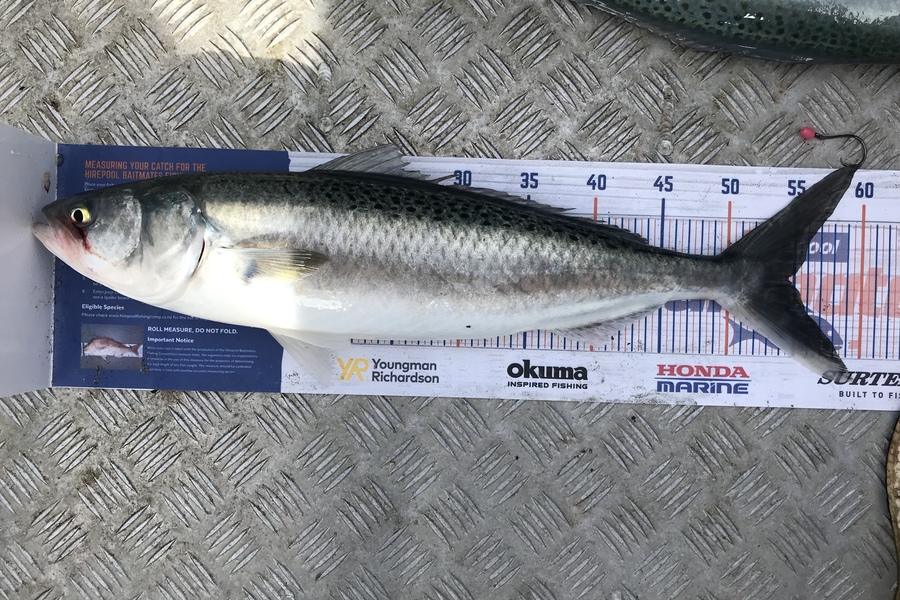 Anthony Murray caught this 54.5cm Kahawai at Pukerua Bay during The Export NZ Fishing Competition