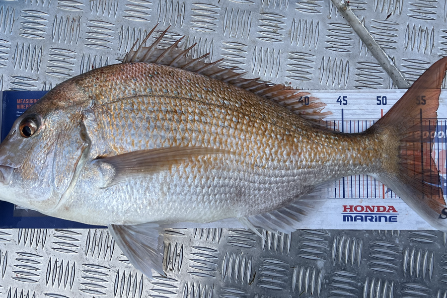 Steven Young caught this 56.0cm Snapper at Whanganui during The Export NZ Fishing Competition