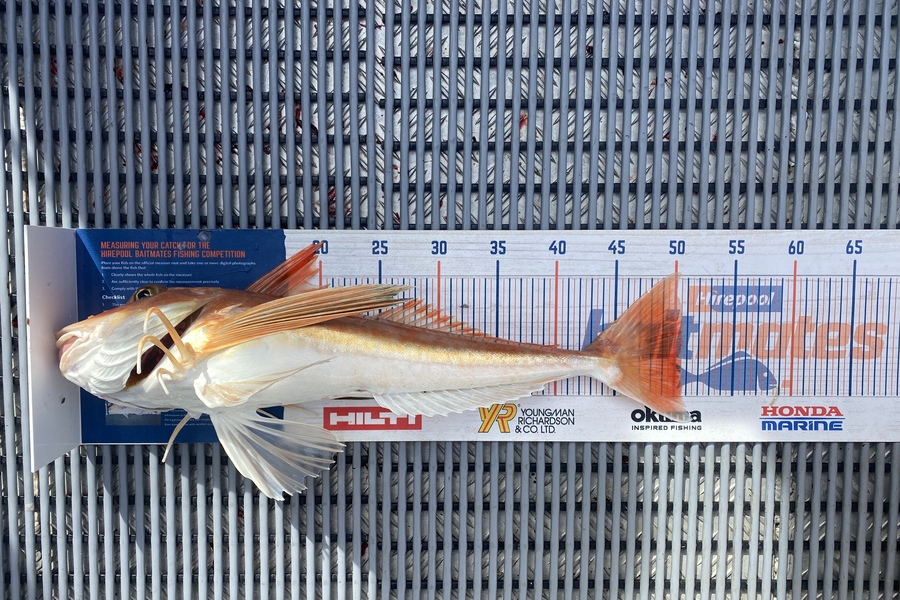 Ricky  WiRepa caught this 50.5cm Gurnard at Marlborough  during The Export NZ Fishing Competition