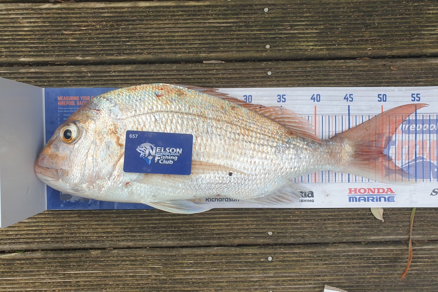 Gareth  Nicholson  caught this 50.0cm Snapper at BOP during The Export NZ Fishing Competition