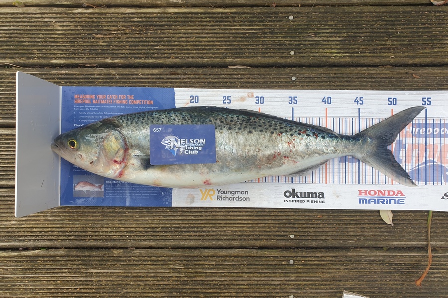 Gareth  Nicholson  caught this 49.0cm Kahawai at BOP during The Export NZ Fishing Competition