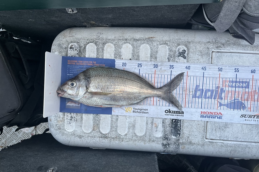 Laura Young caught this 35.5cm Tarakihi at Durville during The Export NZ Fishing Competition