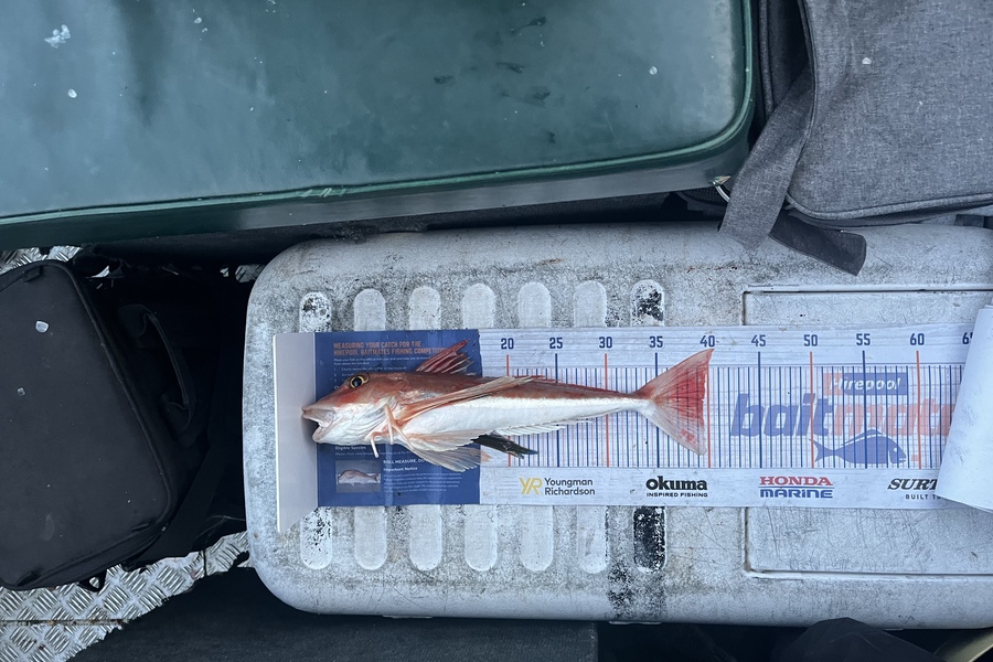 Laura Young caught this 39.5cm Gurnard at Durville during The Export NZ Fishing Competition