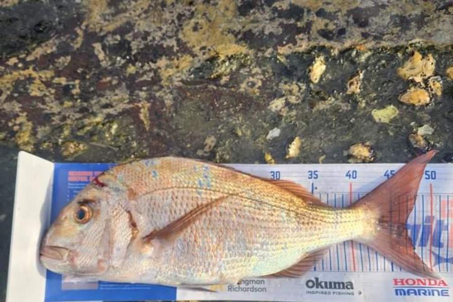 Brendon Deacon caught this 46.5cm Snapper at Northland during The Export NZ Fishing Competition