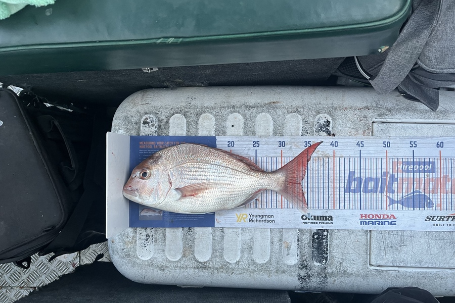 Rowan Young caught this 33.5cm Snapper at Durville during The Export NZ Fishing Competition