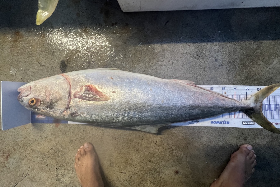 Luke Slobbe caught this 101.5cm Kingfish at Wellington during The Export NZ Fishing Competition