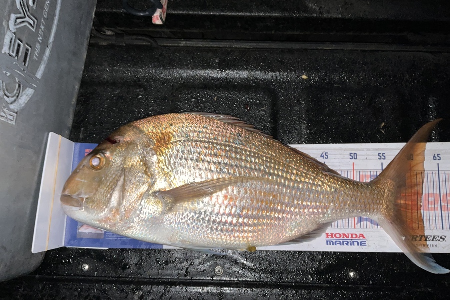 Stephen Heka caught this 61.5cm Snapper at 90 mile during The Export NZ Fishing Competition