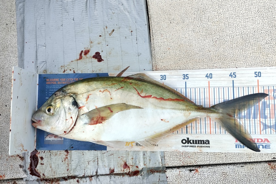 William Matehe Townsend caught this 44.5cm Trevally at Pukerua bay during The Export NZ Fishing Competition