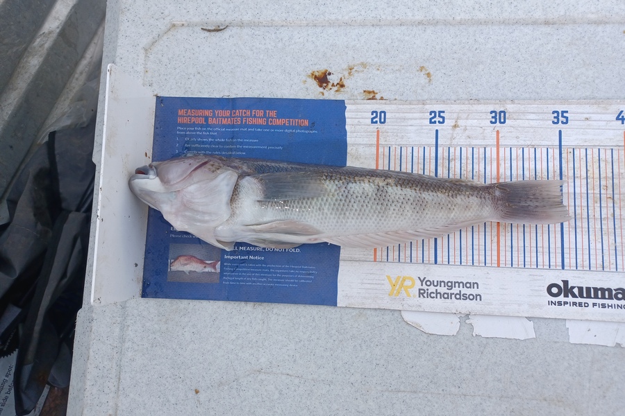 Brendon Iremonger caught this 35.0cm Blue Cod at New Plymouth  during The Export NZ Fishing Competition