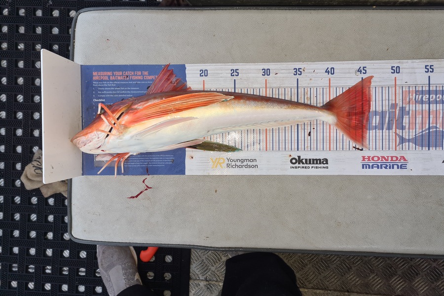 David Kovacs caught this 46.0cm Gurnard at Wellington harbor  during The Export NZ Fishing Competition