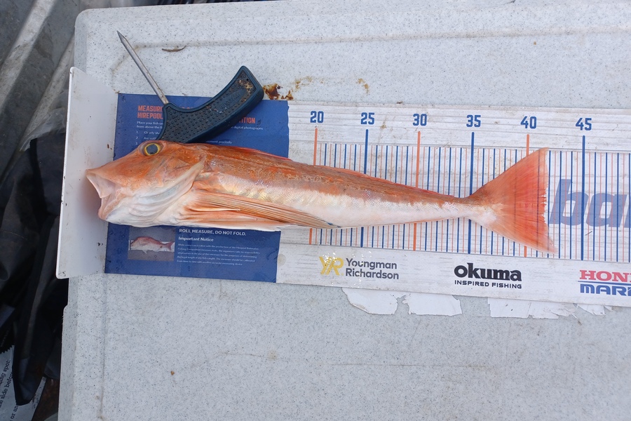 Brendon Iremonger caught this 41.5cm Gurnard at New Plymouth  during The Export NZ Fishing Competition