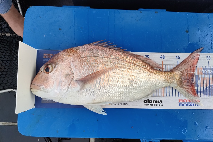 Nathan Lynn Watts caught this 49.5cm Snapper at Wellington during The Export NZ Fishing Competition