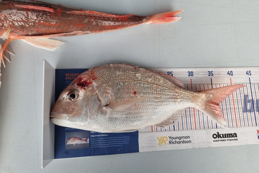 Tim Spiller caught this 36.0cm Snapper at Otaki during The Export NZ Fishing Competition