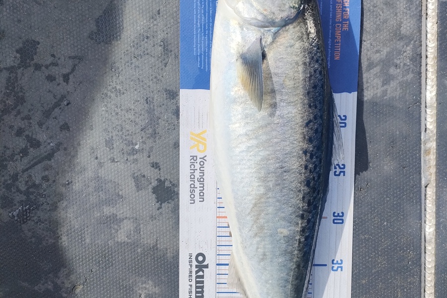 Nathan Lynn Watts caught this 49.0cm Kahawai at Wellington during The Export NZ Fishing Competition