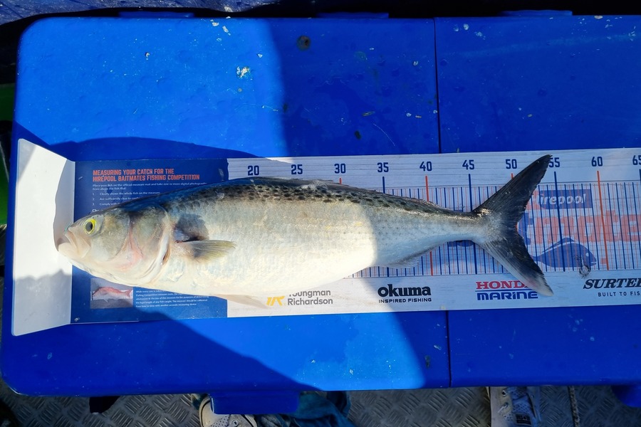 Nicola Whitmore caught this 50.0cm Kahawai at New plymouth  during The Export NZ Fishing Competition