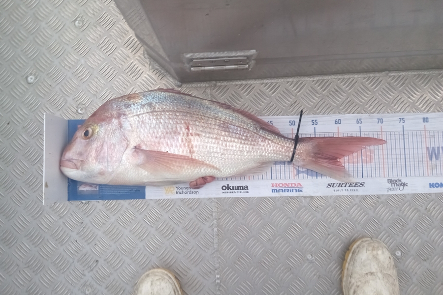 Dave Thomson caught this 59cm Snapper at New Plymouth  during The Export NZ Fishing Competition
