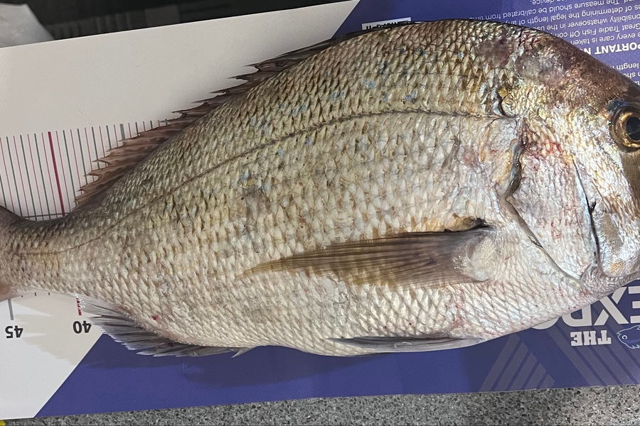 Reynaldo Mamacos caught this 49.5cm Snapper at Makara during The Export NZ Fishing Competition