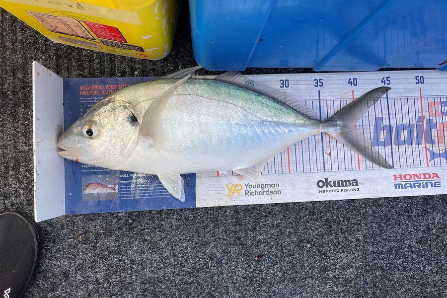 Warren Murray caught this 40.0cm Trevally at Coromandel during The Export NZ Fishing Competition