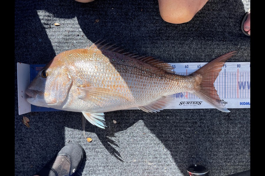 Warren Murray caught this 70.5cm Snapper at Coromandel during The Export NZ Fishing Competition