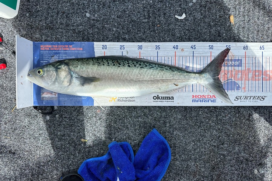 Warren Murray caught this 52.0cm Kahawai at Coromandel during The Export NZ Fishing Competition