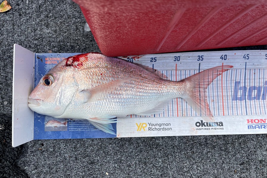 Warren Murray caught this 36.0cm Snapper at Coromandel during The Export NZ Fishing Competition