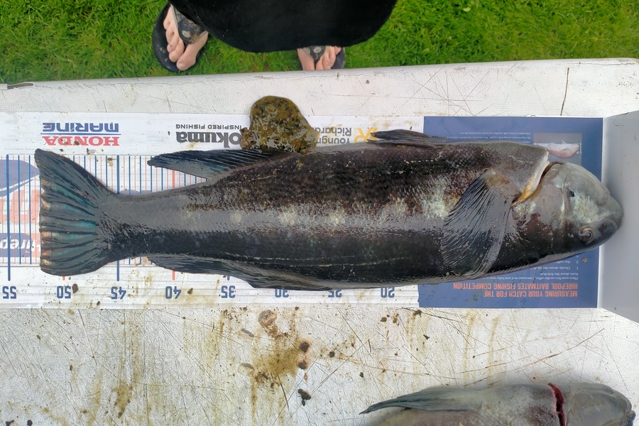 Will joines caught this 52.0cm Butterfish at Chatham Islands during The Export NZ Fishing Competition
