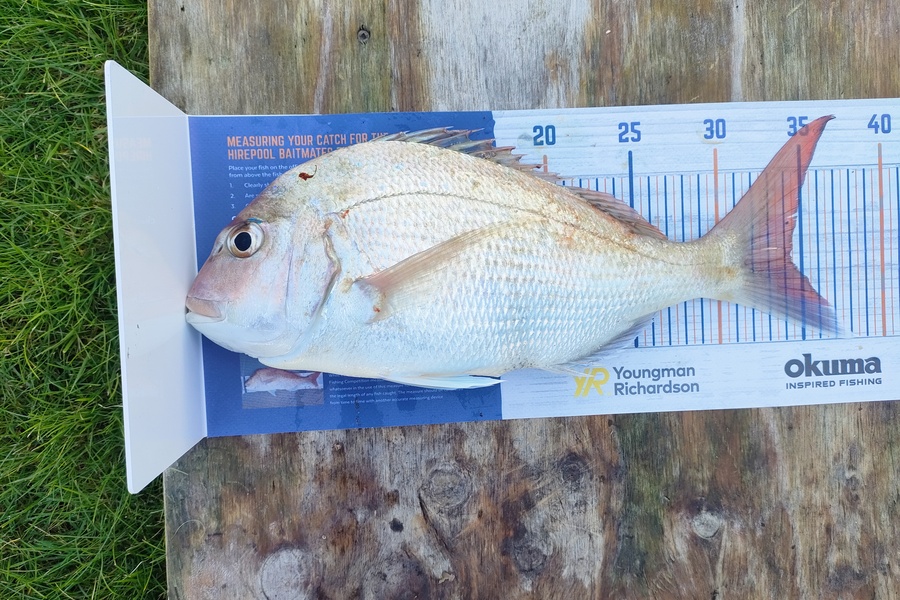 Mark Devane caught this 34.0cm Snapper at Paraparaumu  during The Export NZ Fishing Competition