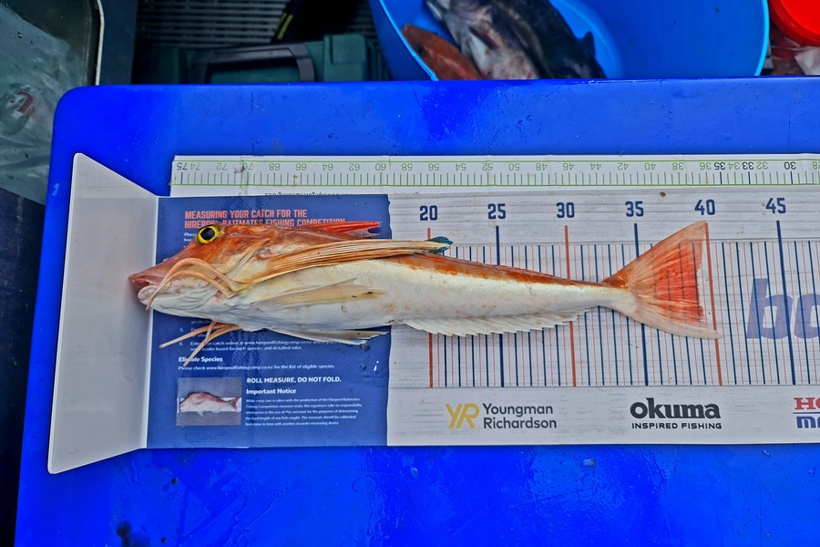 Josh Anderson  caught this 39.0cm Gurnard at Marlborough  during The Export NZ Fishing Competition