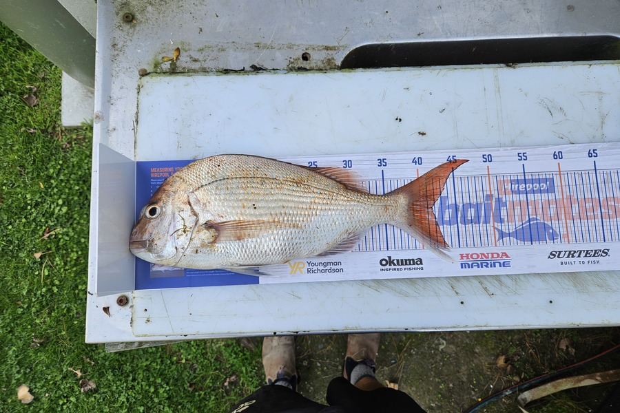 Tom Eastwick caught this 41.5cm Snapper at Makara  during The Export NZ Fishing Competition