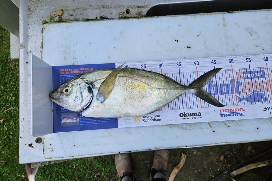 Tom Eastwick caught this 40.5cm Trevally at Makara during The Export NZ Fishing Competition