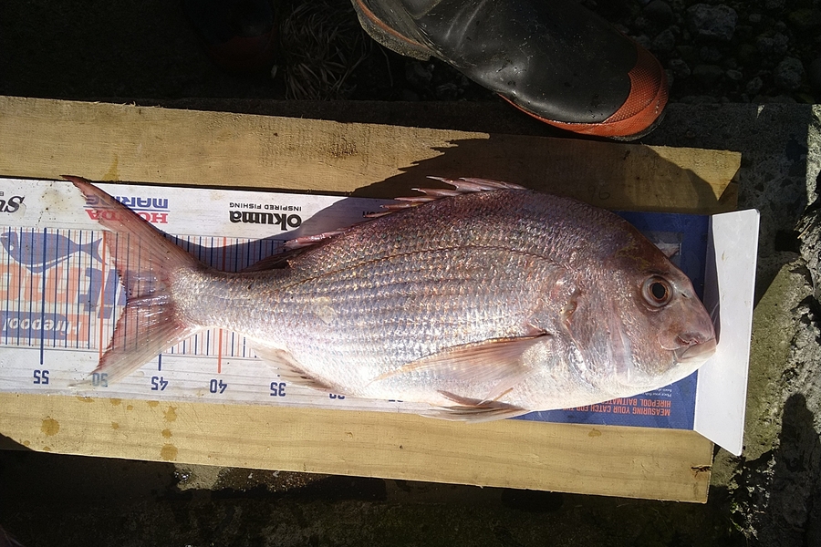Heath Robinson caught this 48.0cm Snapper at Patea during The Export NZ Fishing Competition