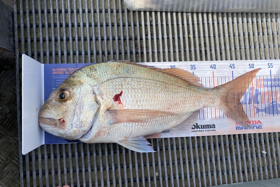 Adrian Eichmann caught this 46.5cm Snapper at BOI during The Export NZ Fishing Competition