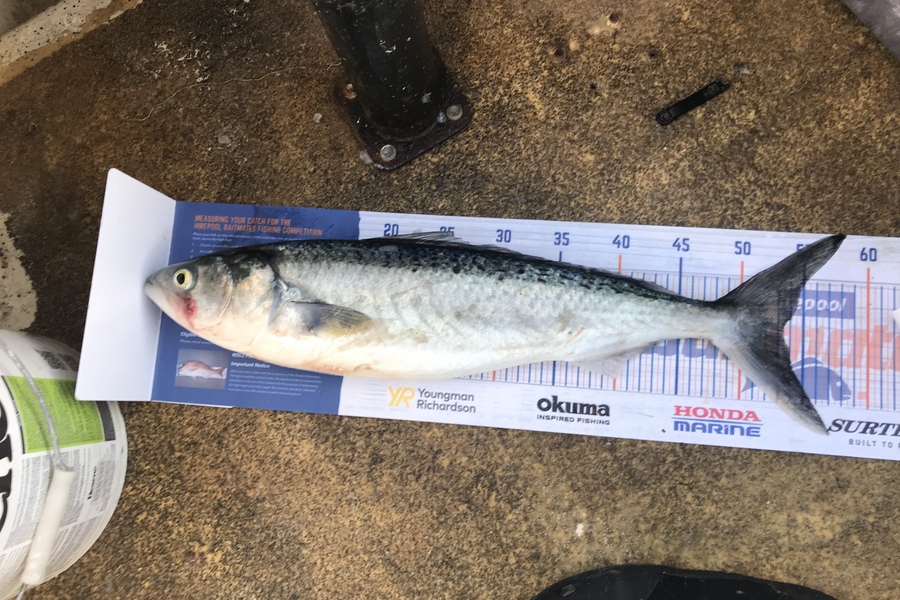 Anthony Murray caught this 53.5cm Kahawai at Wellington Harbour during The Export NZ Fishing Competition