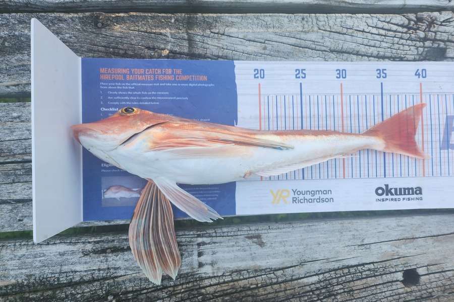 Gemma Crombie caught this 39.0cm Gurnard at Foxton during The Export NZ Fishing Competition