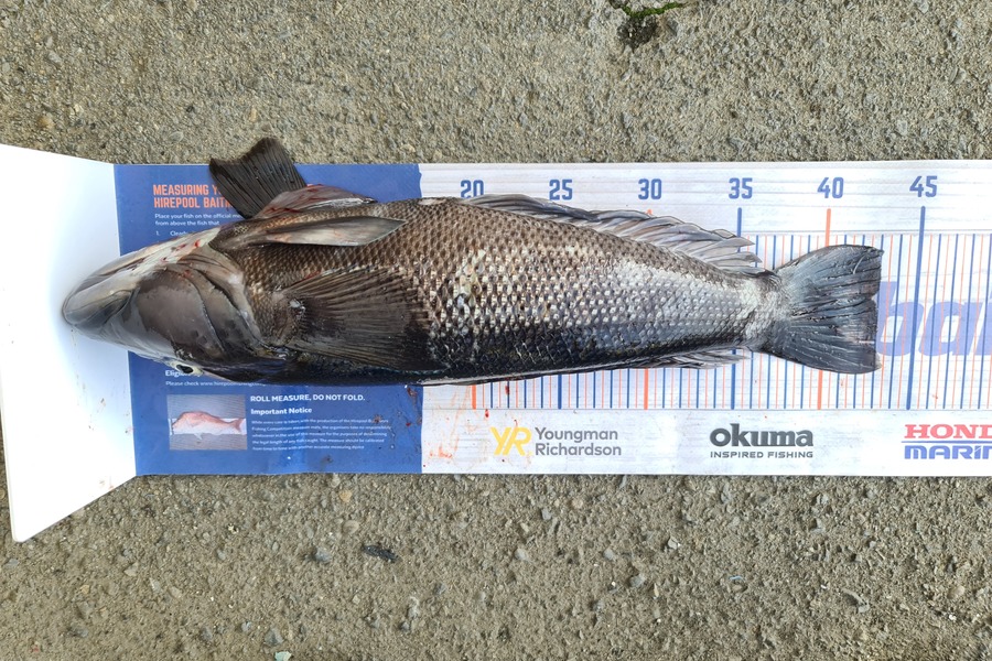 Scott Bassett caught this 42.5cm Blue Cod at Wellington during The Export NZ Fishing Competition