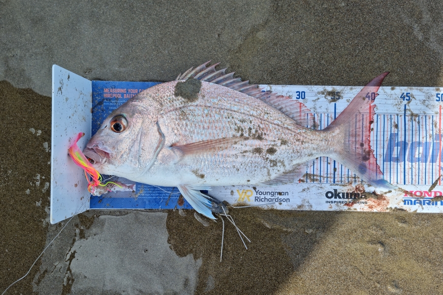 Jayden Emtage caught this 39.5cm Snapper at glinks gully during The Export NZ Fishing Competition