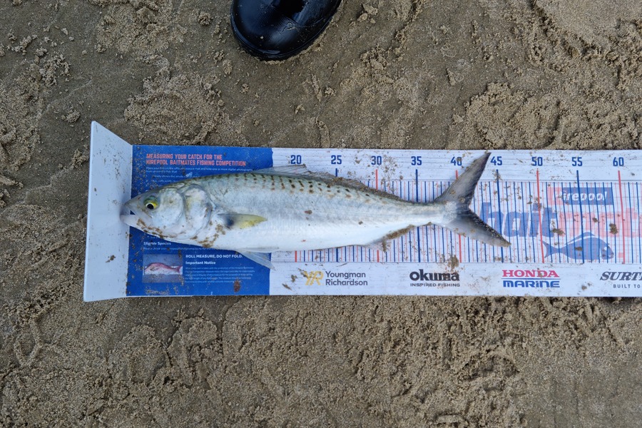 Jayden Emtage caught this 41.0cm Kahawai at glinks gully during The Export NZ Fishing Competition