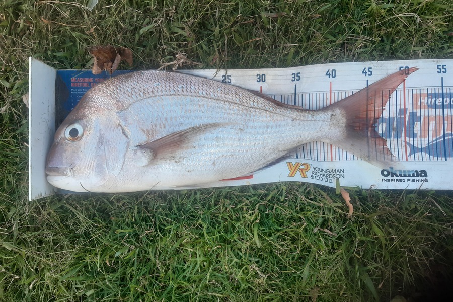 Clinton Emtage caught this 46.0cm Snapper at Glinks gully during The Export NZ Fishing Competition