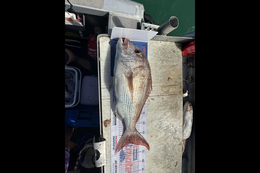 Brett Nikolaison caught this 49.5cm Snapper at Coromandel  during The Export NZ Fishing Competition