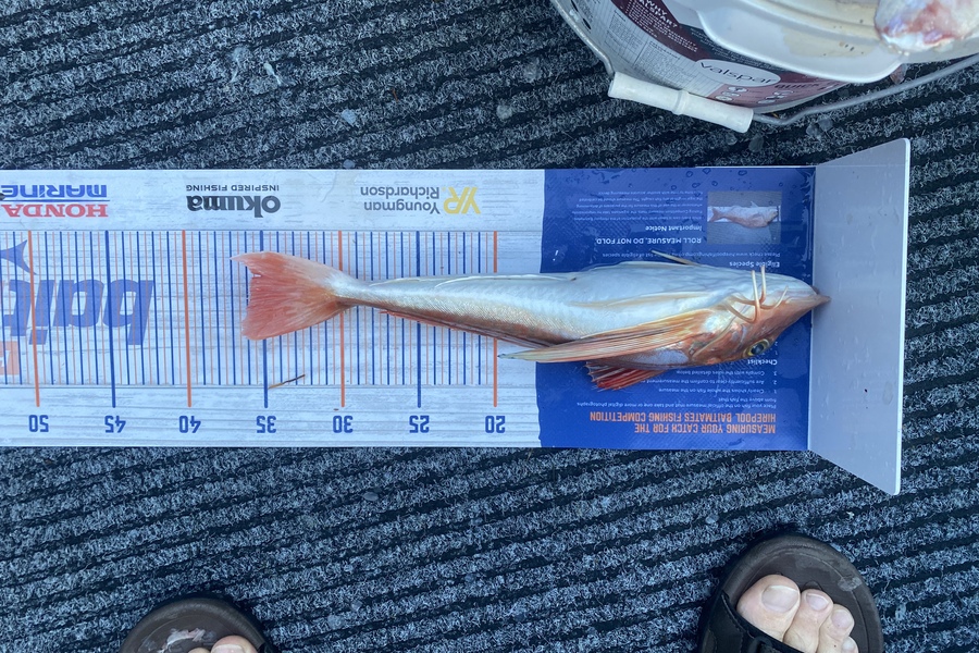 Ryan Mitchell caught this 35.5cm Gurnard at Tasman bay during The Export NZ Fishing Competition